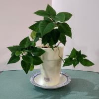 Vintage Adams Brentwood 8" Rimmed Soup Bowls, Set of Four, Real English Ironstone China Blue Clover Pattern, Decorative Plant Trays