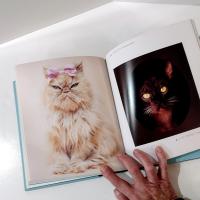 Vintage Cats Photography Art Book, Gueules de Chats by Rachael Hale, French Cat Coffee Table Book