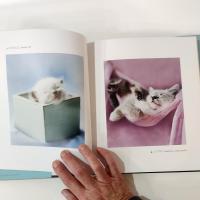 Vintage Cats Photography Art Book, Gueules de Chats by Rachael Hale, French Cat Coffee Table Book