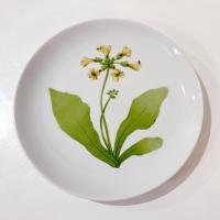 Vintage Toscany Tuileries Salad Luncheon Plates, Set of Five, Floral Decorative Plates