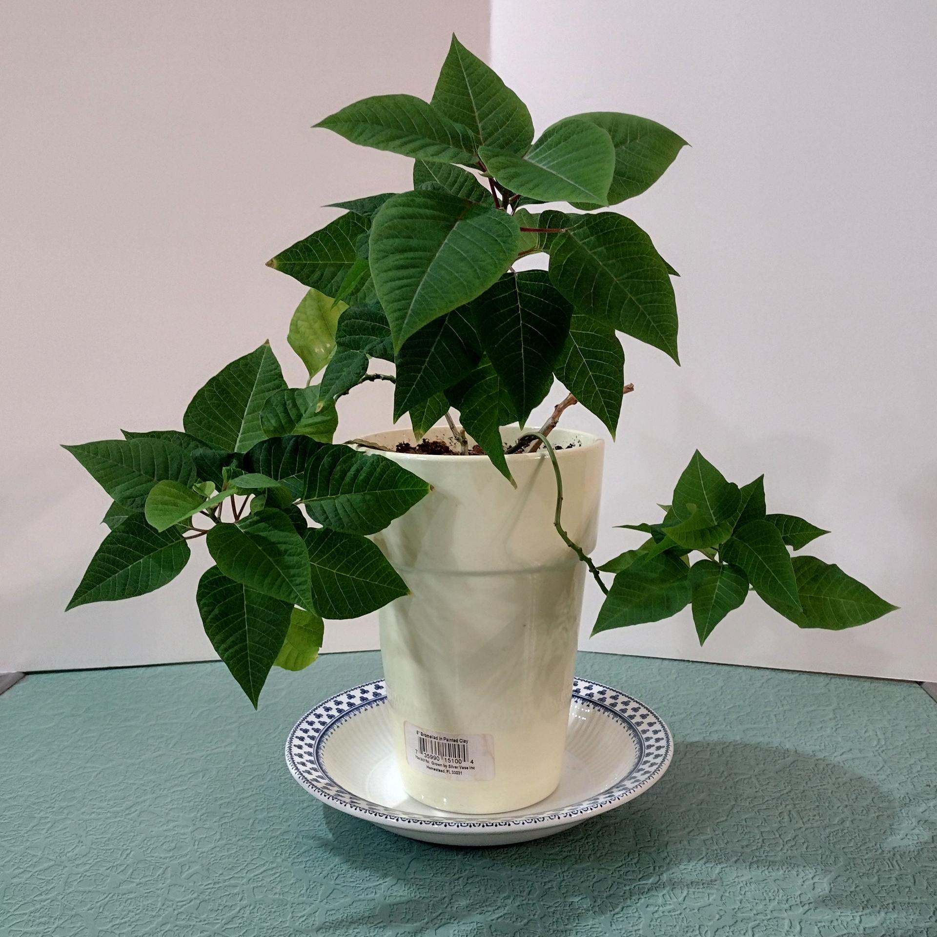Vintage Adams Brentwood 8" Rimmed Soup Bowls, Set of Four, Real English Ironstone China Blue Clover Pattern, Decorative Plant Trays
