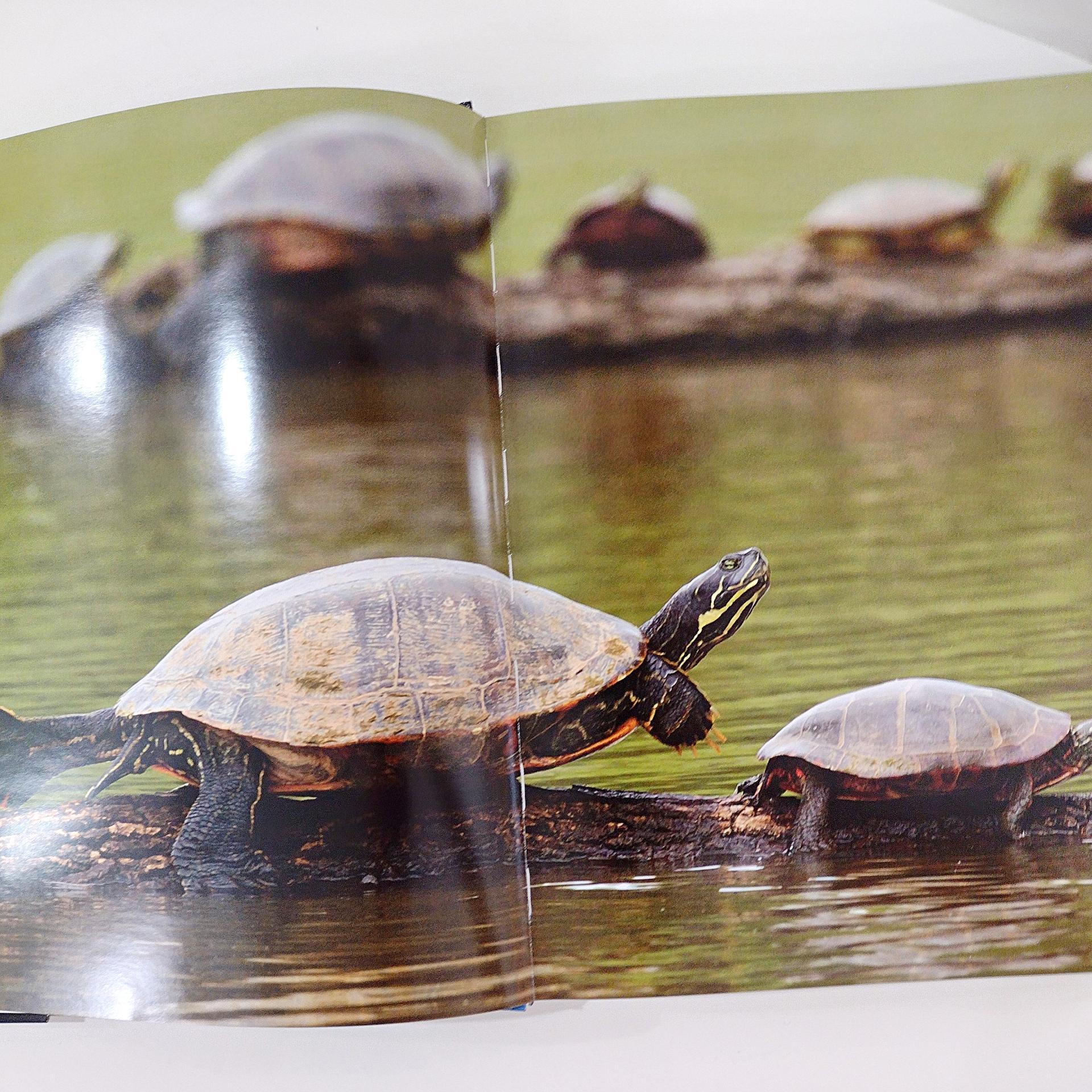 Vintage Signed First Edition The Miracle Pond Hard Back Coffee Table Book, Middleton Evans Patterson Park Baltimore Nature Photography Book