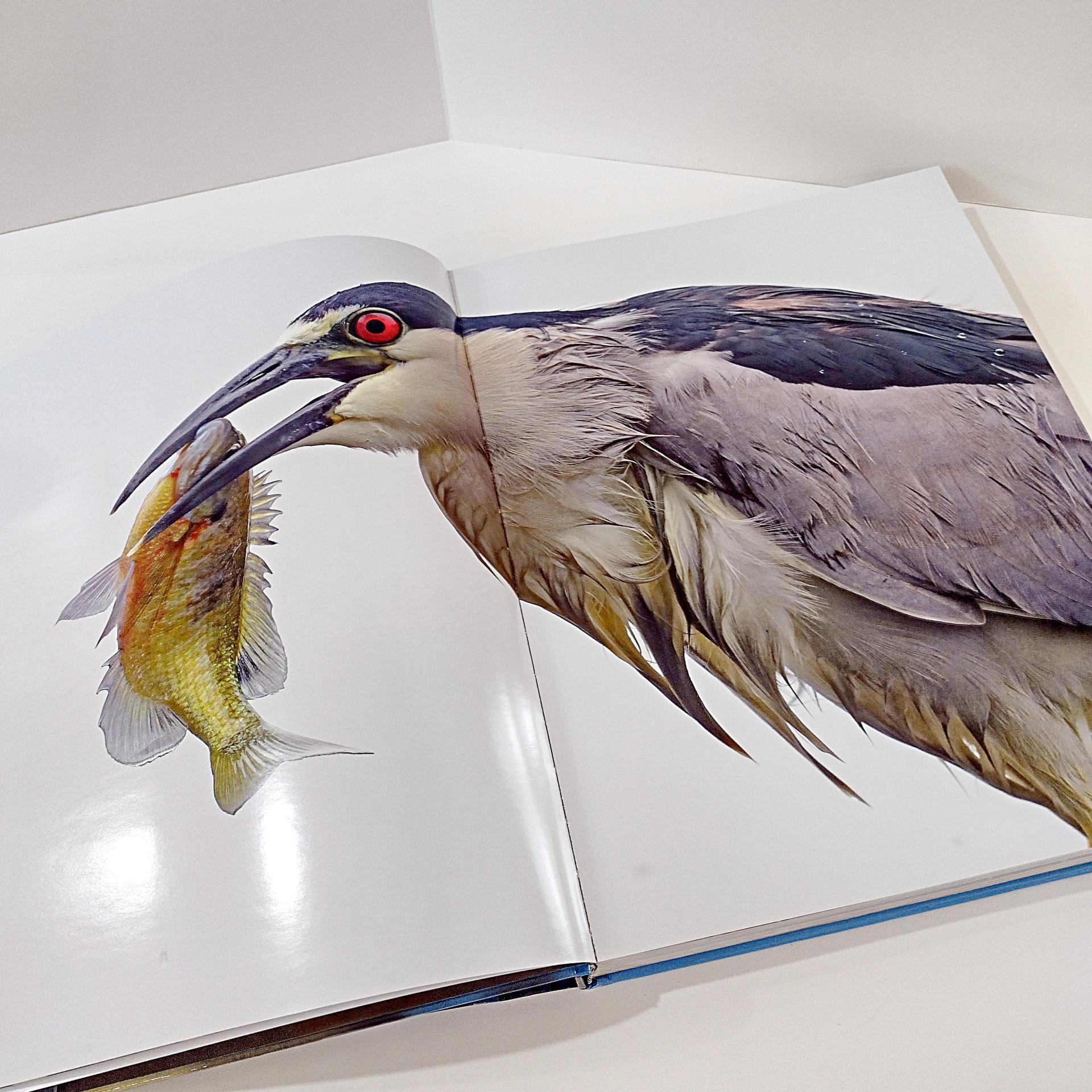 Vintage Signed First Edition The Miracle Pond Hard Back Coffee Table Book, Middleton Evans Patterson Park Baltimore Nature Photography Book